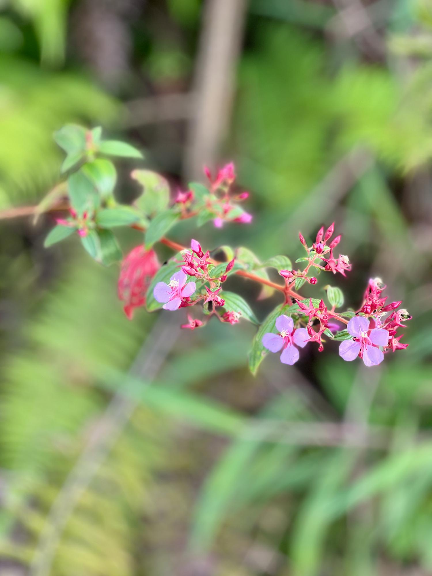 Flor01